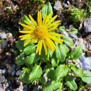 Click to view this image in a large viewer