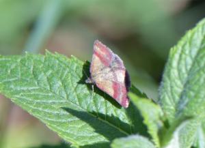 Click to view this image in a large viewer