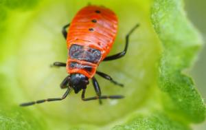 Click to view this image in a large viewer