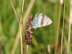 Click to view this image in a large viewer