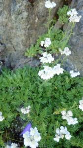 Click to view this image in a large viewer