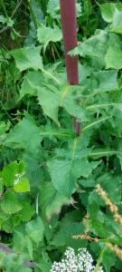 Click to view this image in a large viewer