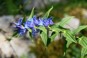 Click to view this image in a large viewer