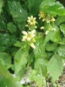 Click to view this image in a large viewer