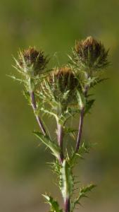 Click to view this image in a large viewer