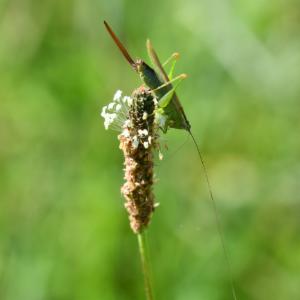 Click to view this image in a large viewer