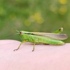 Click to view this image in a large viewer