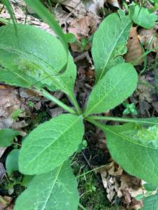 Click to view this image in a large viewer