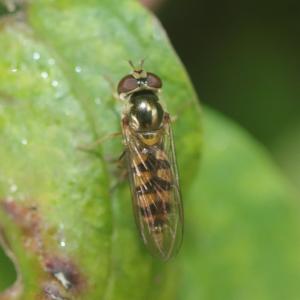 Click to view this image in a large viewer