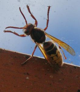 Click to view this image in a large viewer