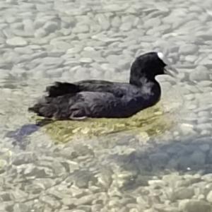 Click to view this image in a large viewer