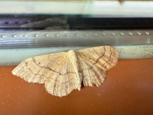 Click to view this image in a large viewer