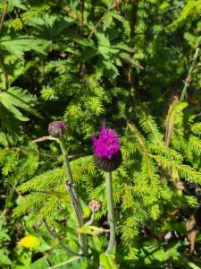 Click to view this image in a large viewer