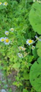 Click to view this image in a large viewer