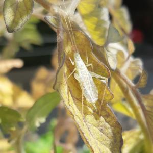 Click to view this image in a large viewer