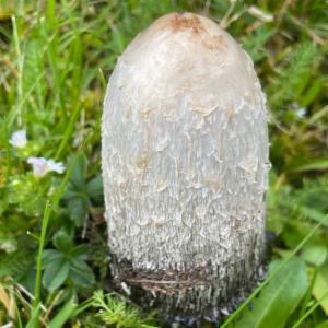 Click to view this image in a large viewer