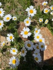 Click to view this image in a large viewer