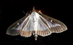 Click to view this image in a large viewer