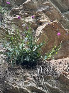 Click to view this image in a large viewer