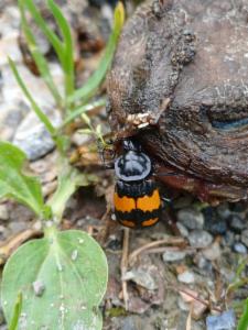 Click to view this image in a large viewer