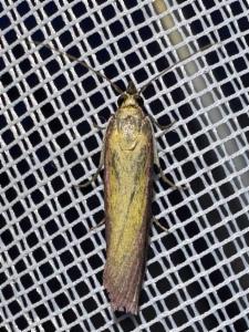 Click to view this image in a large viewer