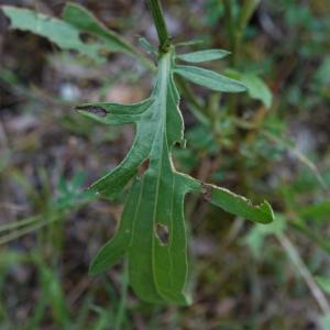 Click to view this image in a large viewer