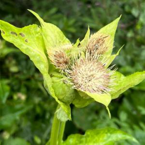 Click to view this image in a large viewer