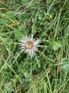 Click to view this image in a large viewer