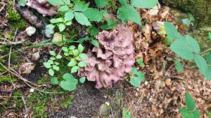 Click to view this image in a large viewer