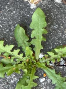 Click to view this image in a large viewer