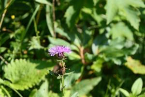 Click to view this image in a large viewer