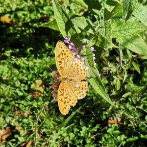 Click to view this image in a large viewer