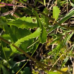 Click to view this image in a large viewer