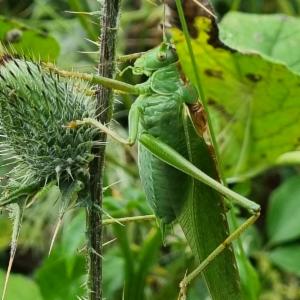 Click to view this image in a large viewer