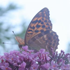 Click to view this image in a large viewer