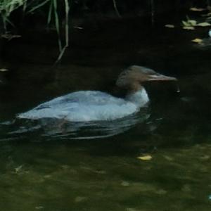 Click to view this image in a large viewer