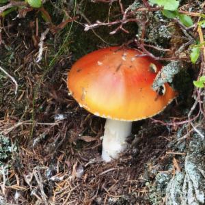 Click to view this image in a large viewer