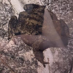 Click to view this image in a large viewer