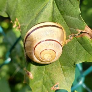 Click to view this image in a large viewer