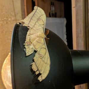 Click to view this image in a large viewer