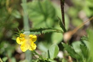 Click to view this image in a large viewer