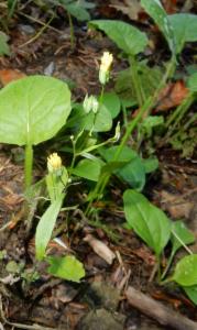 Click to view this image in a large viewer