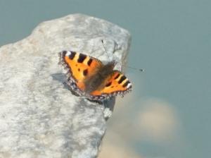 Click to view this image in a large viewer