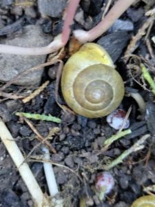 Click to view this image in a large viewer