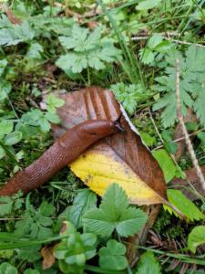 Click to view this image in a large viewer