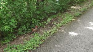 Click to view this image in a large viewer