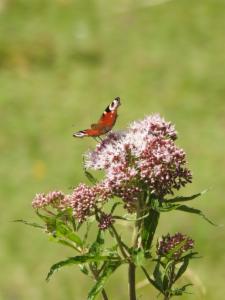 Click to view this image in a large viewer