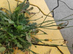 Click to view this image in a large viewer