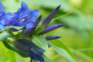 Click to view this image in a large viewer