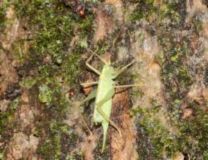 Click to view this image in a large viewer